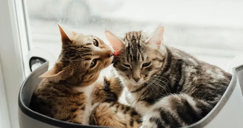 Cat social grooming reasons