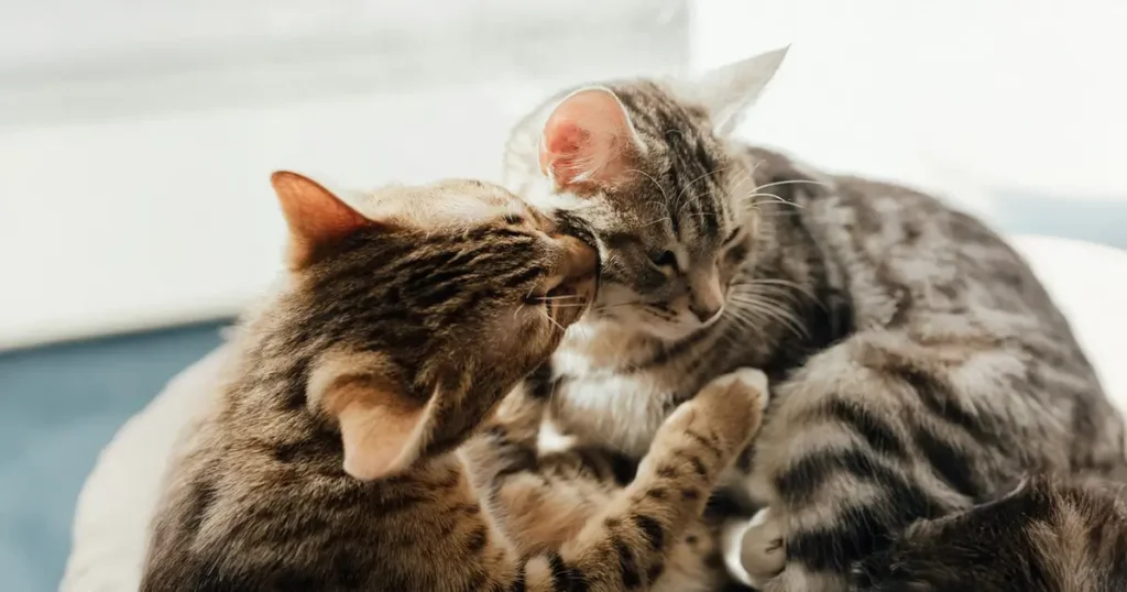 Reasons cats lick each other