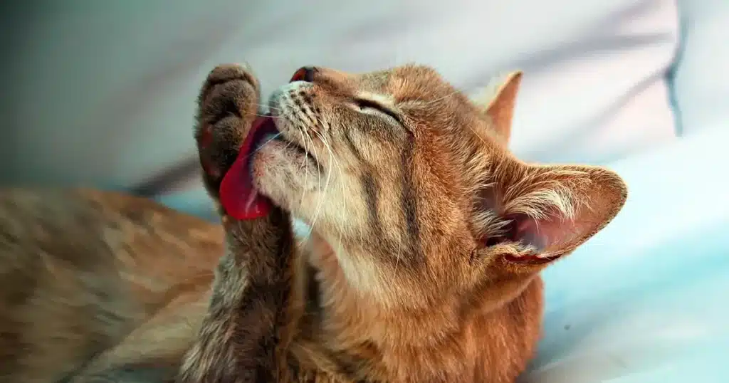 Reasons cats lick themselves when touched