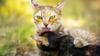 Why Do Cats Lick Each Other