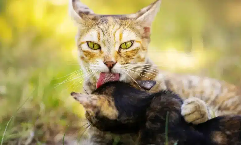 Why Do Cats Lick Each Other