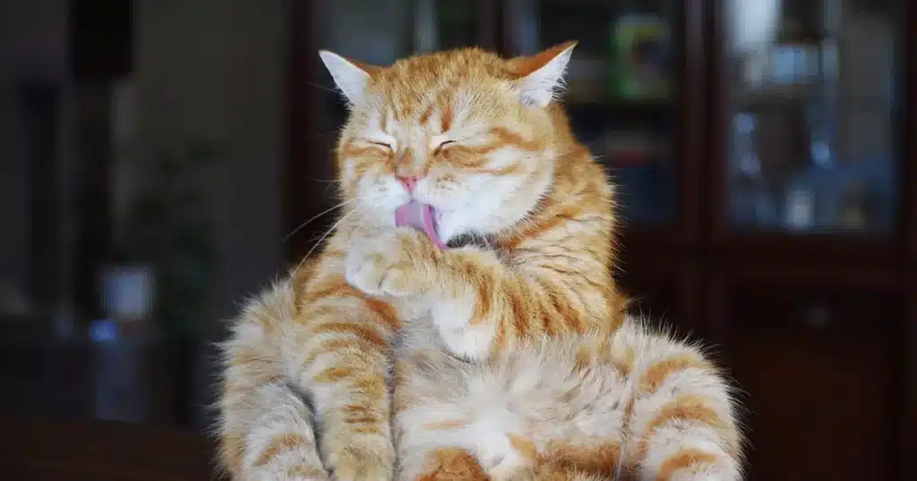 Why cats lick after petting