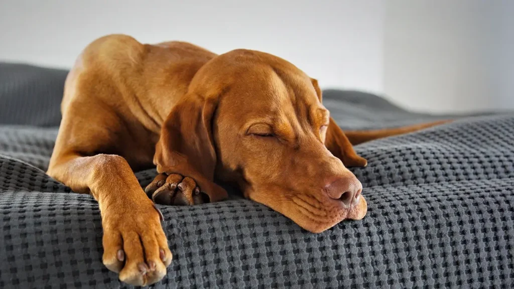 4 Main Reasons Why Dogs Sleep More in Winter