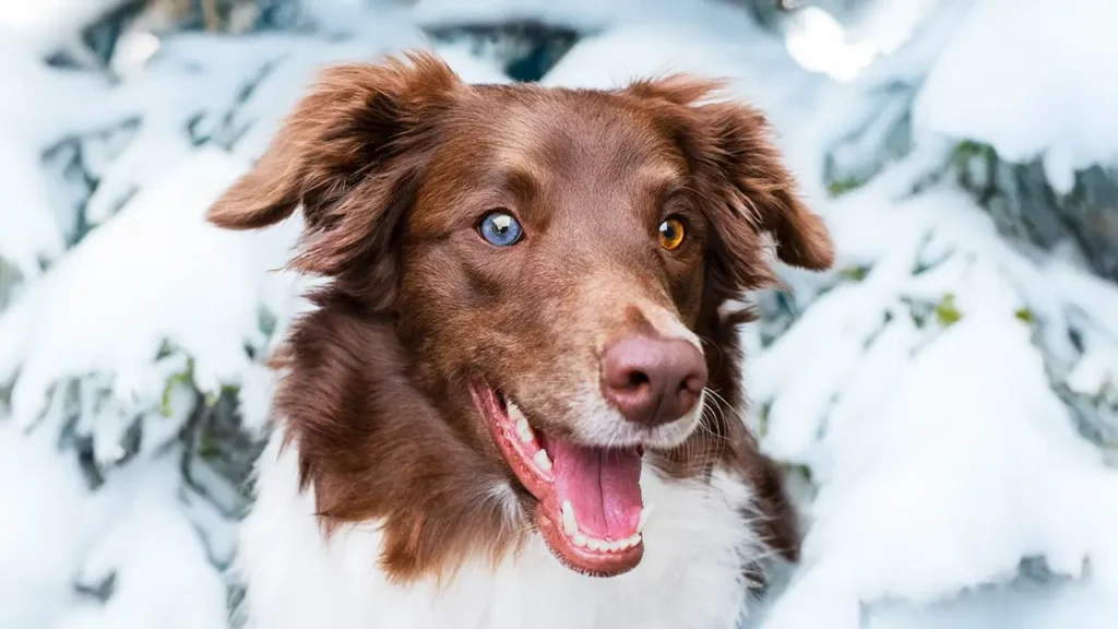 6 Tips To Keep Your Dog Happy in Winter