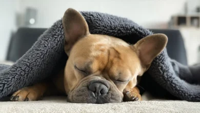 Why Do Dogs Sleep More in Winter