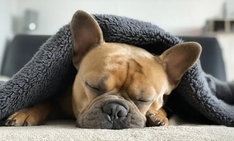 Why Do Dogs Sleep More in Winter